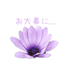 お花たちの一言スタンプ（個別スタンプ：40）