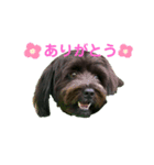 ★ポメプー★ロア君のスタンプ（個別スタンプ：1）