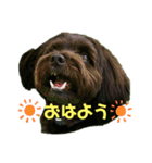 ★ポメプー★ロア君のスタンプ（個別スタンプ：3）