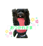 ★ポメプー★ロア君のスタンプ（個別スタンプ：4）