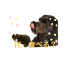 ★ポメプー★ロア君のスタンプ（個別スタンプ：5）