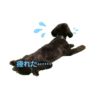 ★ポメプー★ロア君のスタンプ（個別スタンプ：13）