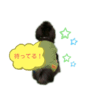 ★ポメプー★ロア君のスタンプ（個別スタンプ：14）