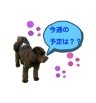 ★ポメプー★ロア君のスタンプ（個別スタンプ：15）