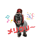 ミックス犬のオキとぐん（個別スタンプ：1）