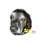ミックス犬のオキとぐん（個別スタンプ：2）