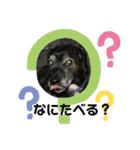 ミックス犬のオキとぐん（個別スタンプ：3）