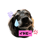 ミックス犬のオキとぐん（個別スタンプ：8）
