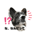 ミックス犬のオキとぐん（個別スタンプ：9）