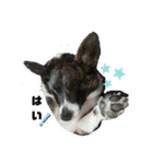 ミックス犬のオキとぐん（個別スタンプ：11）