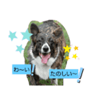 ミックス犬のオキとぐん（個別スタンプ：12）