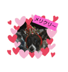 ミックス犬のオキとぐん（個別スタンプ：13）