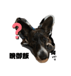 ミックス犬のオキとぐん（個別スタンプ：14）