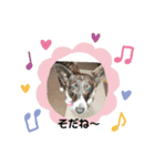 ミックス犬のオキとぐん（個別スタンプ：16）