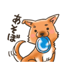 雑種犬きゃめたろー（個別スタンプ：10）