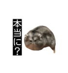 ハムのみつはしwithはなちゃん（個別スタンプ：2）