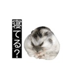 ハムのみつはしwithはなちゃん（個別スタンプ：5）