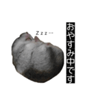 ハムのみつはしwithはなちゃん（個別スタンプ：6）