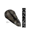 ハムのみつはしwithはなちゃん（個別スタンプ：8）