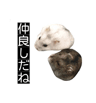ハムのみつはしwithはなちゃん（個別スタンプ：9）