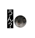 ハムのみつはしwithはなちゃん（個別スタンプ：10）