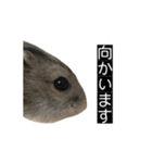 ハムのみつはしwithはなちゃん（個別スタンプ：12）