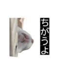 ハムのみつはしwithはなちゃん（個別スタンプ：13）