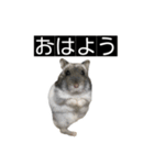 ハムのみつはしwithはなちゃん（個別スタンプ：14）