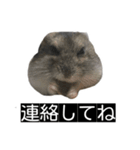 ハムのみつはしwithはなちゃん（個別スタンプ：15）
