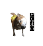 ハムのみつはしwithはなちゃん（個別スタンプ：18）