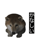 ハムのみつはしwithはなちゃん（個別スタンプ：20）