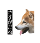 ハムのみつはしwithはなちゃん（個別スタンプ：21）