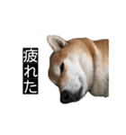 ハムのみつはしwithはなちゃん（個別スタンプ：22）