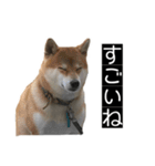 ハムのみつはしwithはなちゃん（個別スタンプ：23）