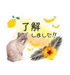 ベル＆モコ＆その仲間たち☆（個別スタンプ：5）