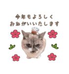 ベル＆モコ＆その仲間たち☆（個別スタンプ：8）