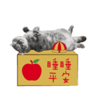 猫のベンの日常生活3（個別スタンプ：14）