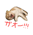 ふったとゆった（個別スタンプ：9）