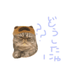 ふったとゆった（個別スタンプ：13）