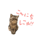 ふったとゆった（個別スタンプ：15）