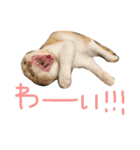ふったとゆった（個別スタンプ：33）