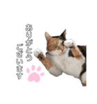 我が家のにゃん ず（個別スタンプ：1）