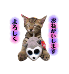 我が家のにゃん ず（個別スタンプ：3）