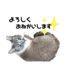 我が家のにゃん ず（個別スタンプ：4）