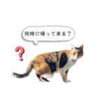 我が家のにゃん ず（個別スタンプ：12）