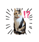 我が家のにゃん ず（個別スタンプ：13）