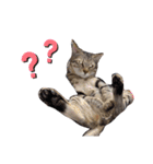 我が家のにゃん ず（個別スタンプ：16）