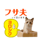 ラグドール フサ夫 ver.2（個別スタンプ：1）