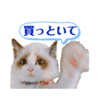 ラグドール フサ夫 ver.2（個別スタンプ：3）