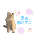 ラグドール フサ夫 ver.2（個別スタンプ：8）